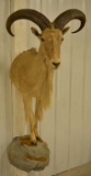 Barbary Sheep Half Mount