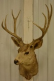 9-Point Mule Deer Shoulder Mount