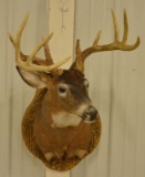 10-Point Whitetail Deer Shoulder Mount