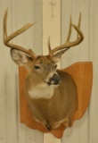 8-Point Whitetail Deer Shoulder Mount