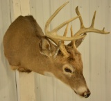 9-Point Whitetail Deer Shoulder Mount