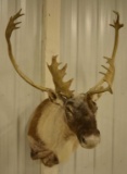 Large Caribou Shoulder Mount