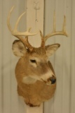 10-Point Whitetail Deer Shoulder Mount