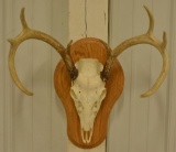 8-Point Whitetail European Skull Mount