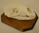 Complete Black Bear Skull On Wood Wall Plaque