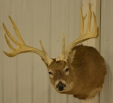 11-Point Whitetail Deer Shoulder Mount