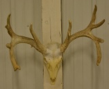 Replica Whitetail European Skull Mount