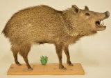 Javelina Full Body Mount