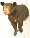 Black Bear Half Body Mount