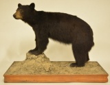 Black Bear Full Body Mount With Floor Display