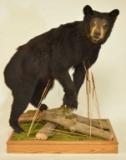Black Bear Full Body Mount With Floor Display