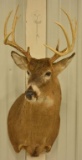 10-Point Whitetail Deer Shoulder Mount