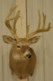 13-Point Whitetail Deer Shoulder Mount