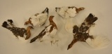 Lot Of Five Rock Ptarmigan Full Body Bird Mounts