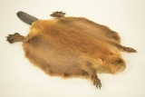 Full Body Beaver Pelt Wall Display