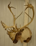 Large Mountain Caribou Shoulder Mount