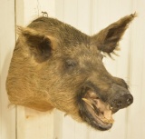 Wild Boar Shoulder Mount