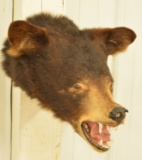 Brown Bear Head Mount