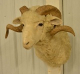 Dorset Sheep Shoulder Mount