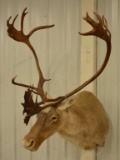 Caribou Shoulder Mount