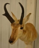 Antilope Shoulder Mount