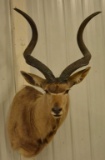 Kudu Shoulder Mount