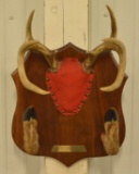 6-Point Deer Antler & Hoof Wall Plaque