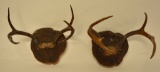 Pair Of Deer Antler Horn Mounts On Wall Plaques