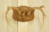 Deer Antler Skull Mount On Wall Plaque