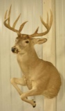 10-Point Whitetail Deer Jumping Half Body Mount