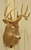 10-Point Whitetail Deer Shoulder Mount