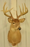 12-Point Whitetail Deer Shoulder Mount