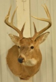 9-Point Whitetail Deer Shoulder Mount