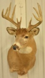 12-Point Whitetail Deer Shoulder Mount