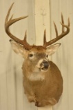 10-Point Whitetail Deer Shoulder Mount