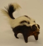 Full Body Adult Skunk Mount