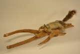 Full Body Squirrel Mount With Drift Wood Display