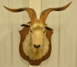 Angora Goat Shoulder Mount On Wood Wall Plaque