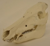 Large Wild Boar Skull