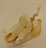 Large Wild Boar Skull