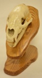 Bear Skull On Oak Display