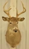 7-Point Whitetail Deer Shoulder Mount