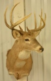 9-Point Whitetail Deer Shoulder Mount