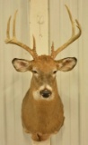 8-Point Whitetail Deer Shoulder Mount