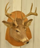 8-Point Whitetail Deer Shoulder Mount