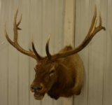 Large Bull Elk Shoulder Mount