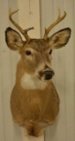 6-Point Whitetail Deer Shoulder Mount