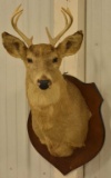 8-Point Whitetail Deer Shoulder Mount On Plaque