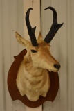 Prong Horn Antelope Shoulder Mount On Plaque