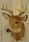 8-Point Whitetail Deer Shoulder Mount